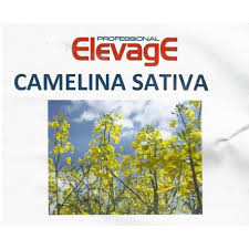 Camelina sativa 1 kg